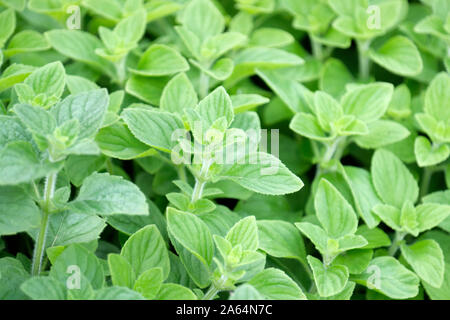 Calamintha nepeta, minore foglie di nepitella/fogliame, erba della famiglia di menta Foto Stock
