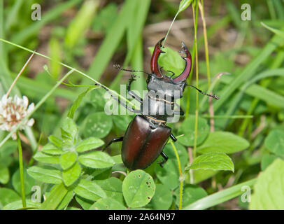 Una última hora de la tarde de ayer siete de julio, nos enontramos con este ejemplar adulto macho de ciervo volante (lucanus cervus). Se Se trata de el possono Foto Stock
