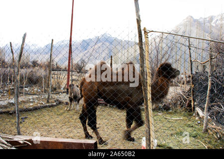 Bactrian camel e bambini cammelli riposare e lavorare all'interno di gabbia i viaggiatori in attesa di persone in sella a Hunder o Hundar village di nubra tehsil Valle Inverno Foto Stock