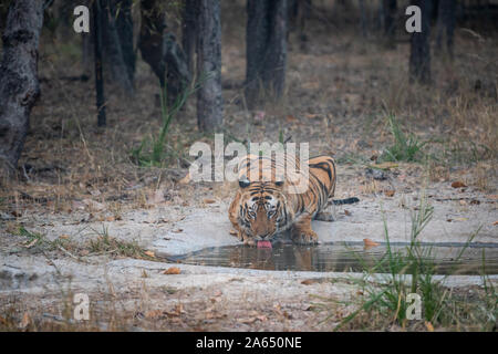 Maschi selvatici tigre del Bengala acqua potabile da waterhole mentre pattugliano il suo territorio in serata safari in bandhavgarh national park - panthera tigris Foto Stock