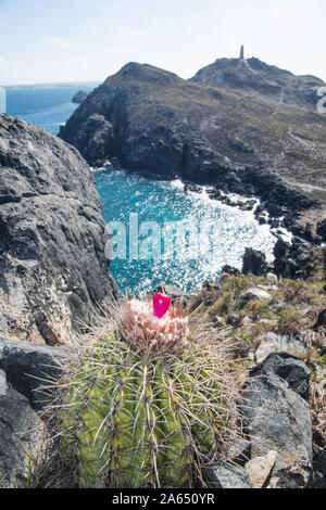 Pichigüey, pitigüey gran roque - Los Roques isola curvispinus Melocactus Foto Stock