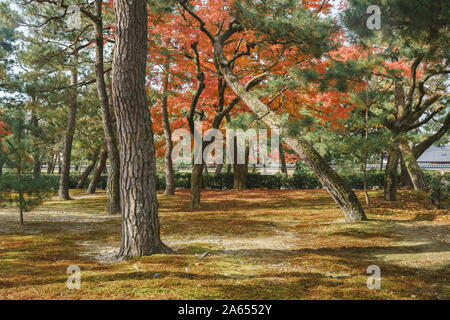 Giardino giapponese con alberi di acero in Kennin-ji, Kyoto Foto Stock