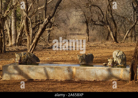 I Lions al serbatoio di acqua, Gir Wildlife Sanctuary, Gujarat, India, Asia Foto Stock