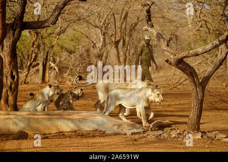 Lion family e Forest Guard, Gir Wildlife Sanctuary, Gujarat, India, Asia Foto Stock