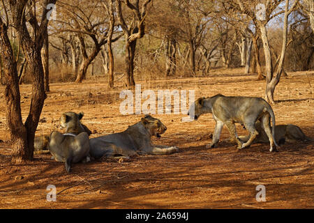 Leonessa in Gir Wildlife Sanctuary, Gujarat, India, Asia Foto Stock