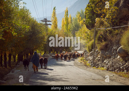 Pastori locali e il gregge di vacche Ovini e caprini camminando sulla strada di campagna. La stagione autunnale di Ghizer valley. Gilgit Baltistan,Pakistan. Foto Stock