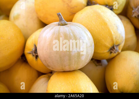 Bianco e giallo zucca zucca girato nel fuoco selettivo per la copia dell'annuncio di spazio e di testo sopra i laici Foto Stock