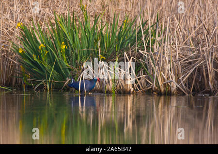 Swamphen occidentale o uccello sultano, Porphyrio porphyrio, nelle paludi del Parco Nazionale di Donana in Andalusia Comunità autonoma di Spagna in Europa Foto Stock