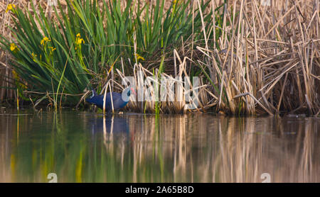 Swamphen occidentale o uccello sultano, Porphyrio porphyrio, nelle paludi del Parco Nazionale di Donana in Andalusia Comunità autonoma di Spagna in Europa Foto Stock