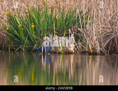 Swamphen occidentale o uccello sultano, Porphyrio porphyrio, nelle paludi del Parco Nazionale di Donana in Andalusia Comunità autonoma di Spagna in Europa Foto Stock