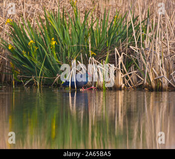 Swamphen occidentale o uccello sultano, Porphyrio porphyrio, nelle paludi del Parco Nazionale di Donana in Andalusia Comunità autonoma di Spagna in Europa Foto Stock