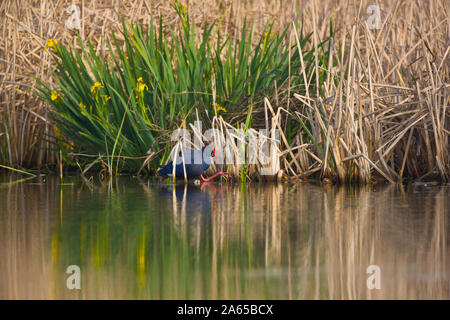 Swamphen occidentale o uccello sultano, Porphyrio porphyrio, nelle paludi del Parco Nazionale di Donana in Andalusia Comunità autonoma di Spagna in Europa Foto Stock