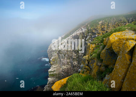 Panoramica di riproduzione degli uccelli con Colonia Nord Gannett (Morus bassanus), Cape Santa Maria della riserva ecologica, Terranova, Canada Foto Stock