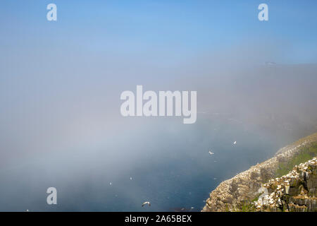 Northern Gannet (Morus bassanus) volando sopra la riproduzione degli uccelli, colonia Cape Santa Maria della riserva ecologica, Terranova, Canada Foto Stock