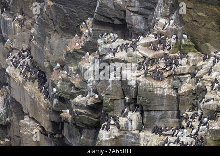 Murre comune (Uria aalge) uccello colonia di allevamento sulla scogliera, Cape Santa Maria della riserva ecologica, Terranova, Canada Foto Stock