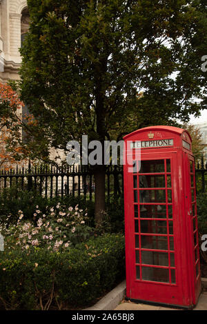 Rossi di Londra nella casella Telefono visto vicino alla Cattedrale di St Paul, Londra, Regno Unito, accanto ad un albero di quercia e la copertura del terreno di piantagione di fioritura autunnale anemone hybrida. Foto Stock