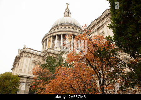 Multi derivava Amelanchier lamarckii visto vicino alla Cattedrale di St Paul nel centro di Londra, UK con forte rosso arancione le foglie in autunno. Foto Stock