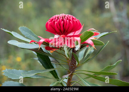 Rosso vibrante (Waratah Telopea speciosissima) fiore fotografato nel sud delle Blue Mountains, NSW, Australia Foto Stock