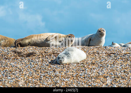 Grigio e comune o le guarnizioni di tenuta del porto (Phoca vitulina) sulla spiaggia al punto Blakeney Norfolk England Regno Unito Foto Stock