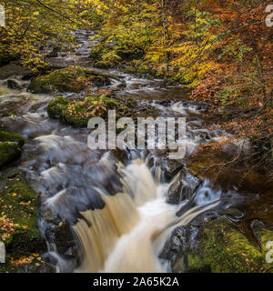 I colori dell'autunno presso l'Eremo sul fiume Braan vicino a Dunkeld in Perthshire Foto Stock