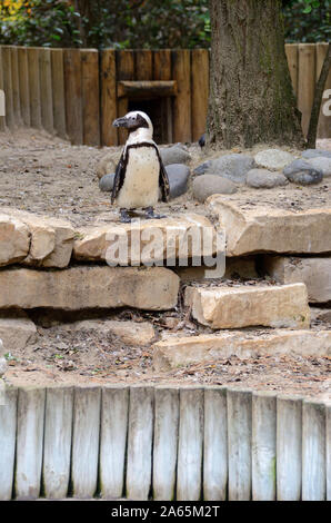 Pinguino africano (Spheniscus demersus) presso lo zoo della Palmyre (sud-ovest della Francia) Foto Stock