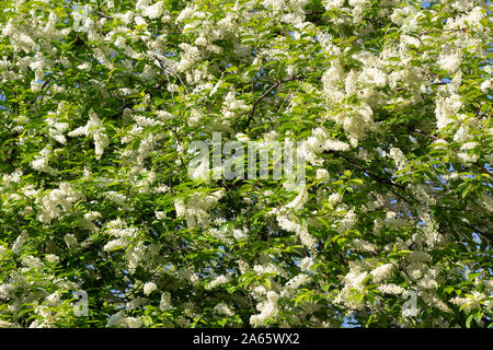 Blooming Prunus serotina American Black cherry tree pattern, la texture Foto Stock