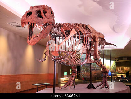 Sue, le più complete Tyrannosaurus Rex (T-Rex dinosauro) scheletro fossile nel mondo in mostra presso il Museo di campo Foto Stock
