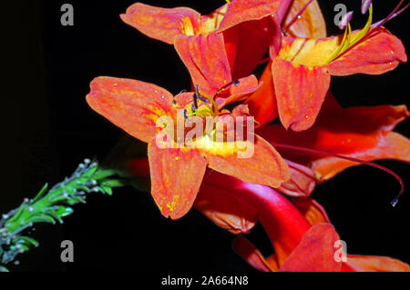 Bignonia capensis close-up Foto Stock