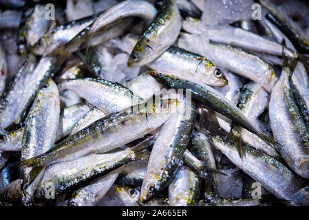 Mazzetto fresco di piccole sardine portoghese su ghiaccio esposizione presso il mercato del pesce. Sfondo. Foto Stock