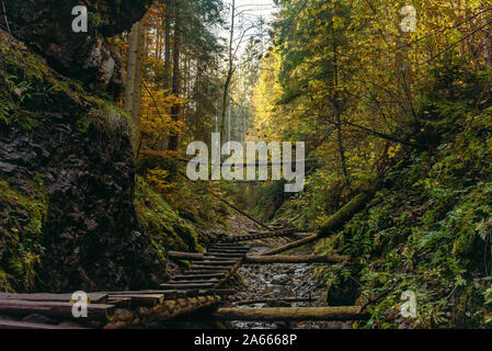 I ponti in legno e gli alberi caduti al di sopra del flusso in Sucha Bela sentiero escursionistico Foto Stock