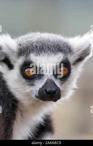 Cross-eyed faccia. Animale divertente meme immagine di lemuri cercando cross-eyed. Anello-tailed lemur (Lemur catta) close-up. Muto ma carino cercando animale con cros Foto Stock