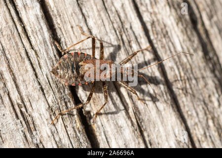 Heath assassin bug (Coranus subappterus) su un palo di recinzione, insetto britannico Foto Stock