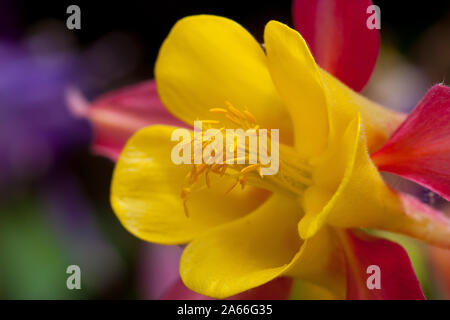 Aquilegia giallo Foto Stock