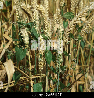 Nero centinodia ( Fallopia convolvulus) erbacce arrampicata attraverso una maturazione mature del raccolto di grano vicino al raccolto Foto Stock