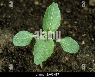 Annuale di mercurio (Mercurialis annua) piantina pianta con cotiledoni e due foglie vere contro uno sfondo di suolo Foto Stock