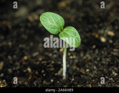 Annuale di mercurio (Mercurialis annua) piantina pianta con cotiledone lascia solo contro un sfondo di suolo Foto Stock