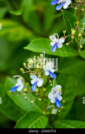 Blue Butterfly Bush fiori che assomigliano a farfalla Foto Stock