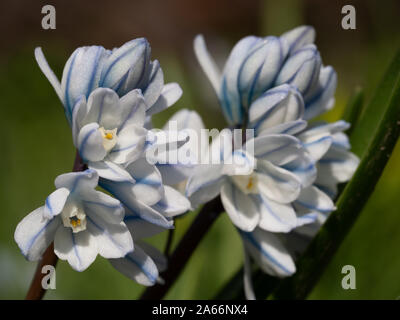 Squill striato in prato in primavera tempo Foto Stock