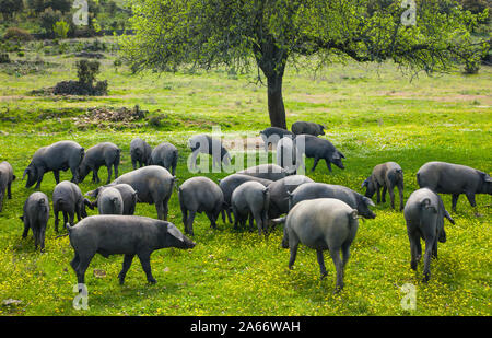 Suino iberico, cerdo iberico, dehesa, foresta mediterranea, Andalusia, Spagna, Europa Foto Stock