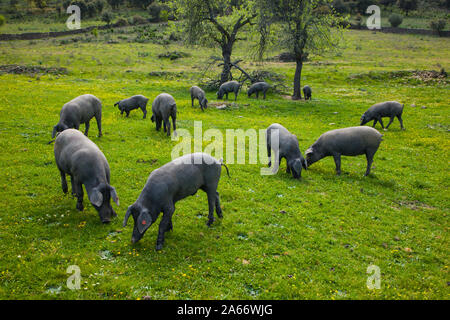 Suino iberico, cerdo iberico, dehesa, foresta mediterranea, Andalusia, Spagna, Europa Foto Stock