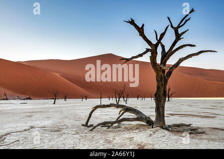 Vecchi alberi morti con Big Daddy dietro le dune, Deadvlei, Namib-Naukluft National Park, Sesriem, Namibia Foto Stock