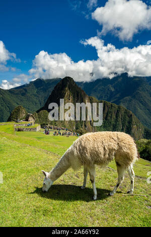 Llama pascolo a historic Inca di Machu Picchu in montagna nelle Ande, regione di Cuzco, Perù Foto Stock