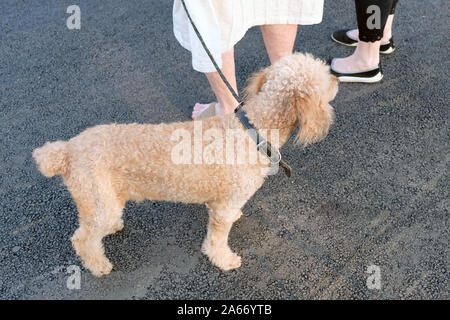 Piccola parentesi cane in un collare marrone su un guinzaglio. Cane su uno sfondo di colore grigio asfalto vicino ai piedi dei proprietari. Il barboncino è marrone chiaro. Foto Stock