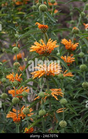 Leonotis leonurus, noto anche come leone la coda e Wild Dagga. Foto Stock