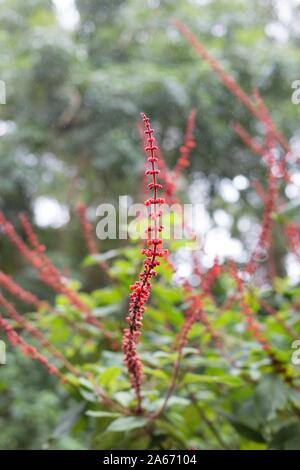 La Salvia confertiflora - velluto rosso salvia. Foto Stock