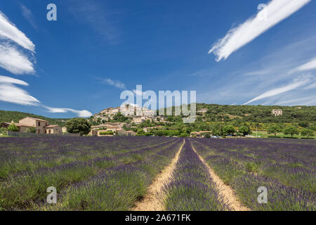 Campo di lavanda in estate, Banon, Luberon, Francia Foto Stock
