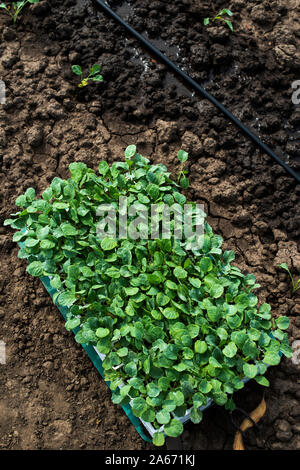 Piantine in gabbie sulle terre agricole. Impianto di nuove piante in terra. Grande piantagione. La piantagione di broccoli in azienda industriale. Foto Stock