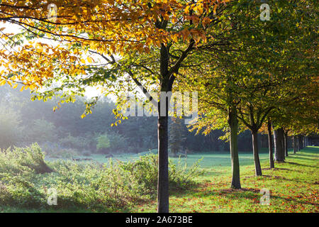 Fila di alberi autunnali a Haggerston Park, Hackney, East London, London, England, Regno Unito, Europa Foto Stock