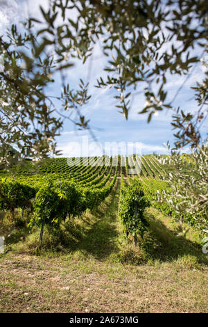 Filari di vite e olivo succursali sul primo piano. Coltivazione di uva da vino e olive in campagna. Alimentare il concetto di viaggio in Italia. Foto Stock