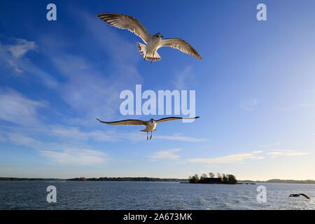 Giovani Larus fuscus gabbiani contro il cielo blu in una giornata di sole. Gli uccelli sono i seguenti il traghetto sperando di essere alimentato. Helsinki, Finlandia. Ottobre 2019. Foto Stock